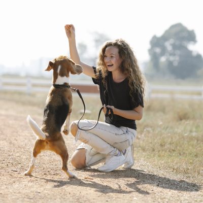 Full body optimistic young female with curly hair smiling and teaching Beagle dog beg command on sunny summer day in countryside