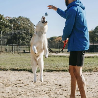 Side view of young man in sportswear training jumping dog on sunny day