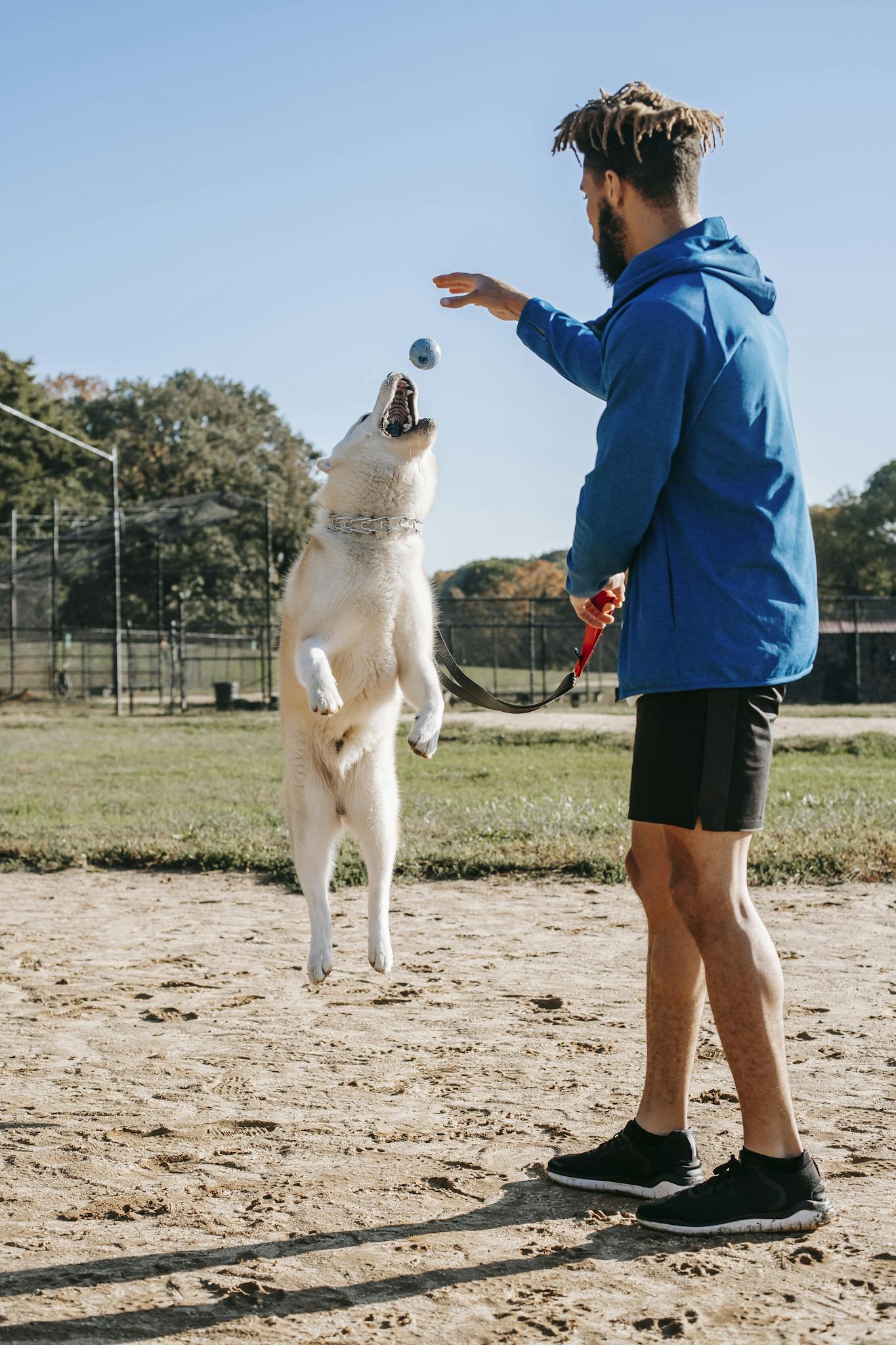 side view of young man in sportswear training jumping dog on sunny day 5749784