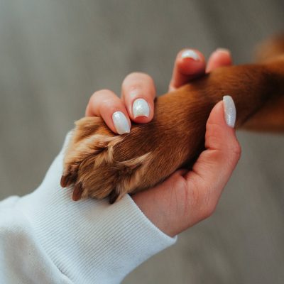 Unrecognizable woman holding paw of dog