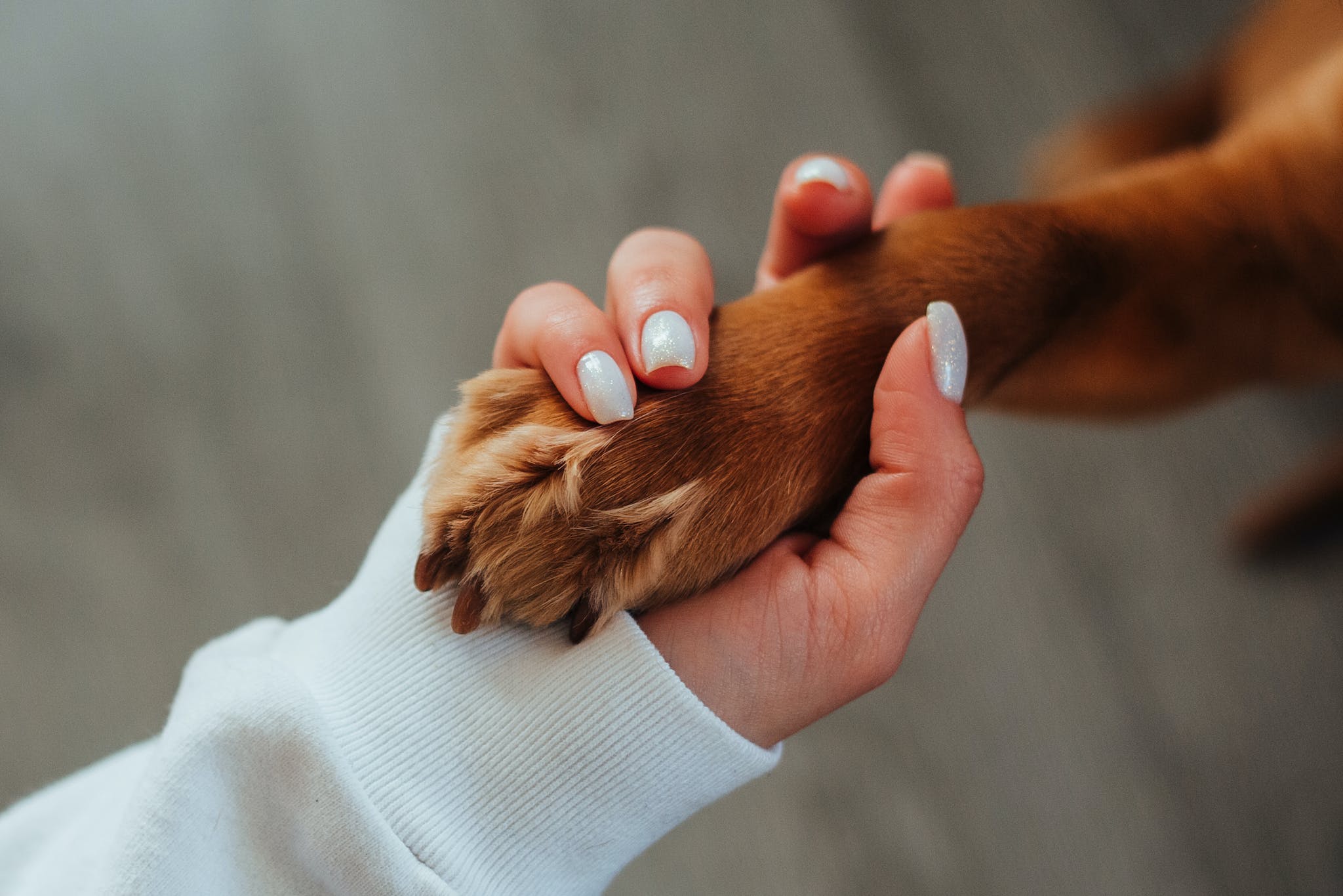 unrecognizable woman holding paw of dog 7788657